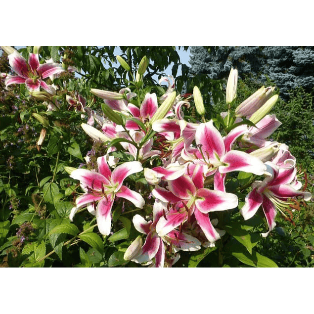 Liliums Orientales Julio (Bulbos)