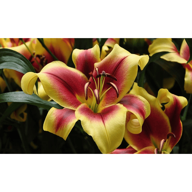 Liliums Orientales Julio (Bulbos)