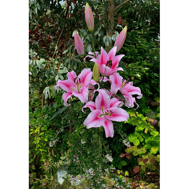 Liliums Orientales Julio (Bulbos)