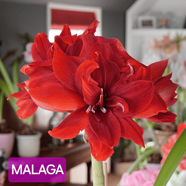 Amaryllis Malaga (Bulbo)