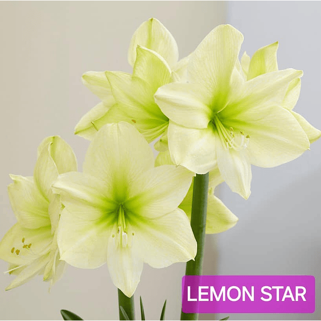 Amaryllis Lemon Star (Bulbo)