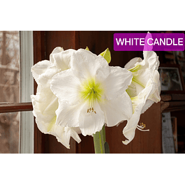 Amaryllis White Candle (Bulbo)