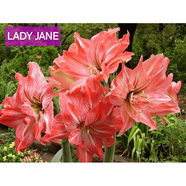 Amaryllis Lady Jane (Bulbo)