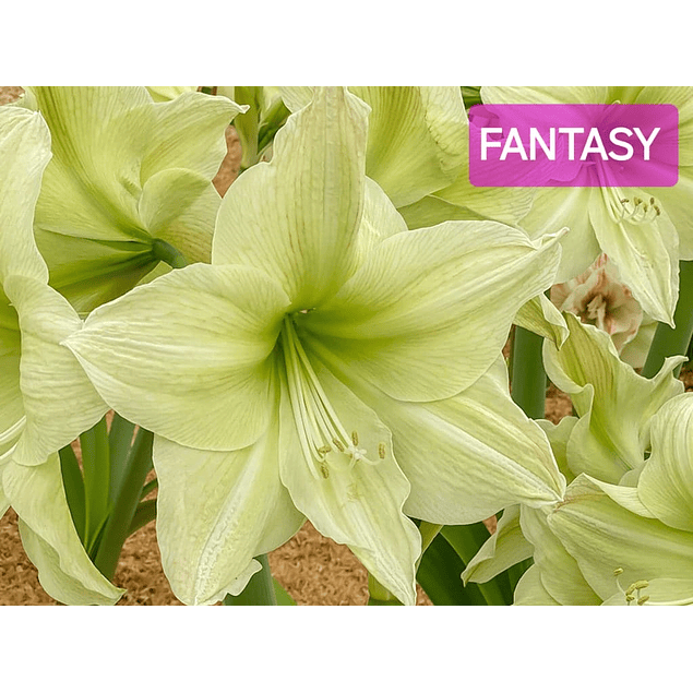 Coleccion Amaryllis 2024 (Bulbos)