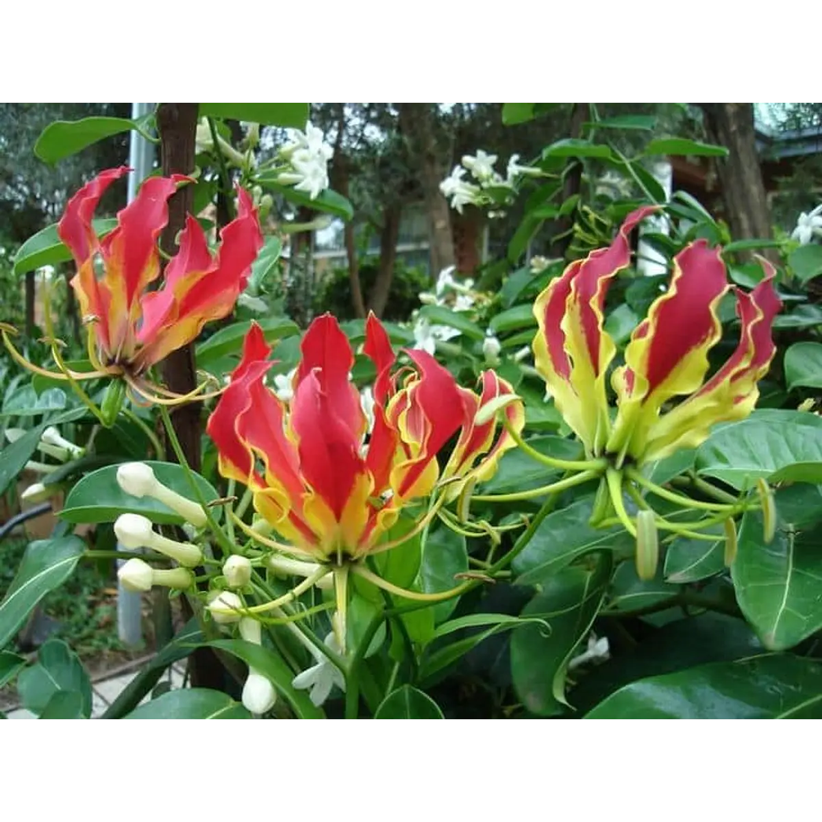 Gloriosas (tuberos)