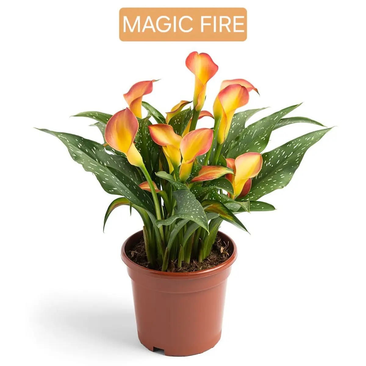 Cala Magic Fire (Tubero)
