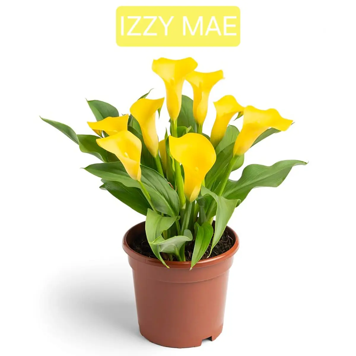 Cala Izzy Mae (Tubero)