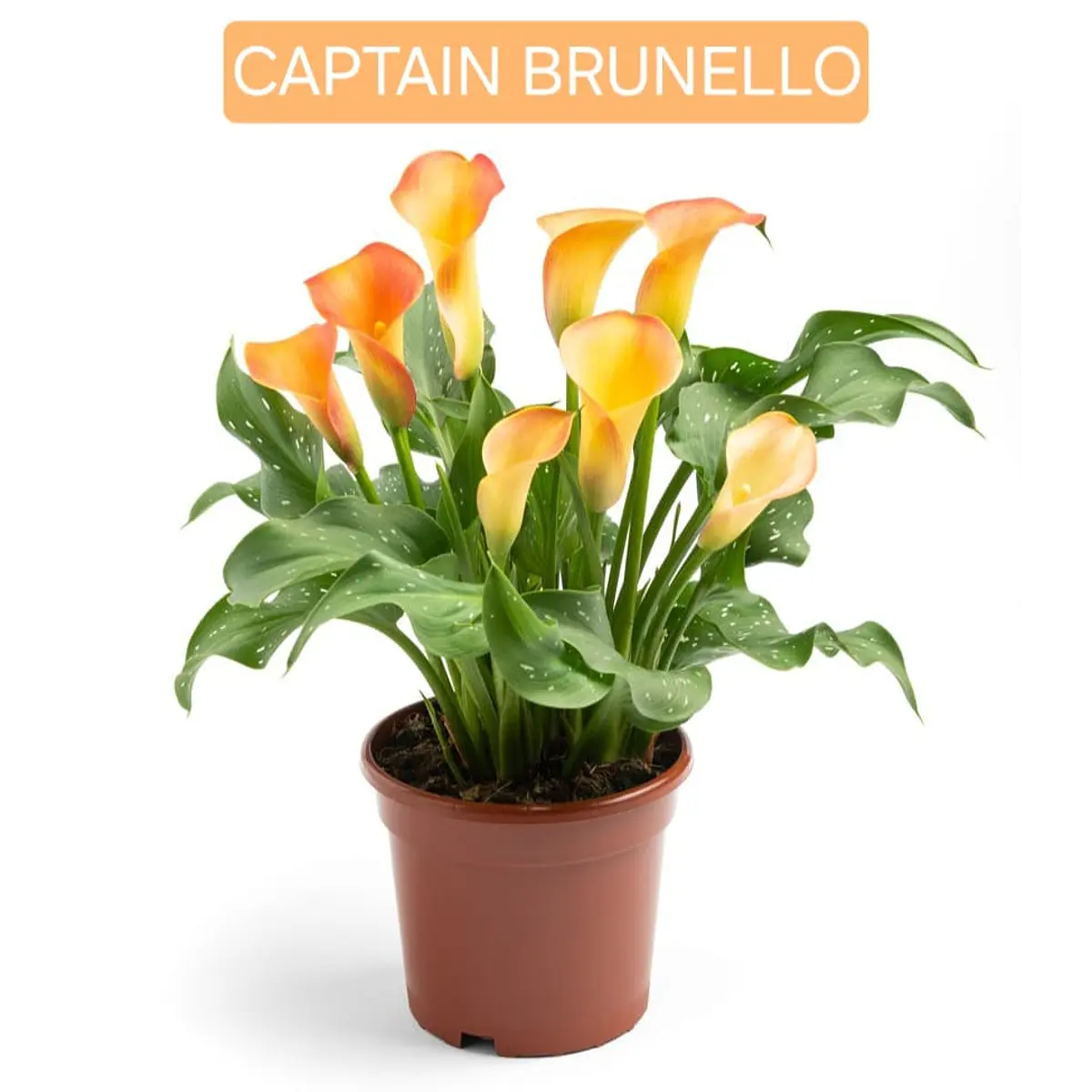 Cala Captain Brunello (Tubero)