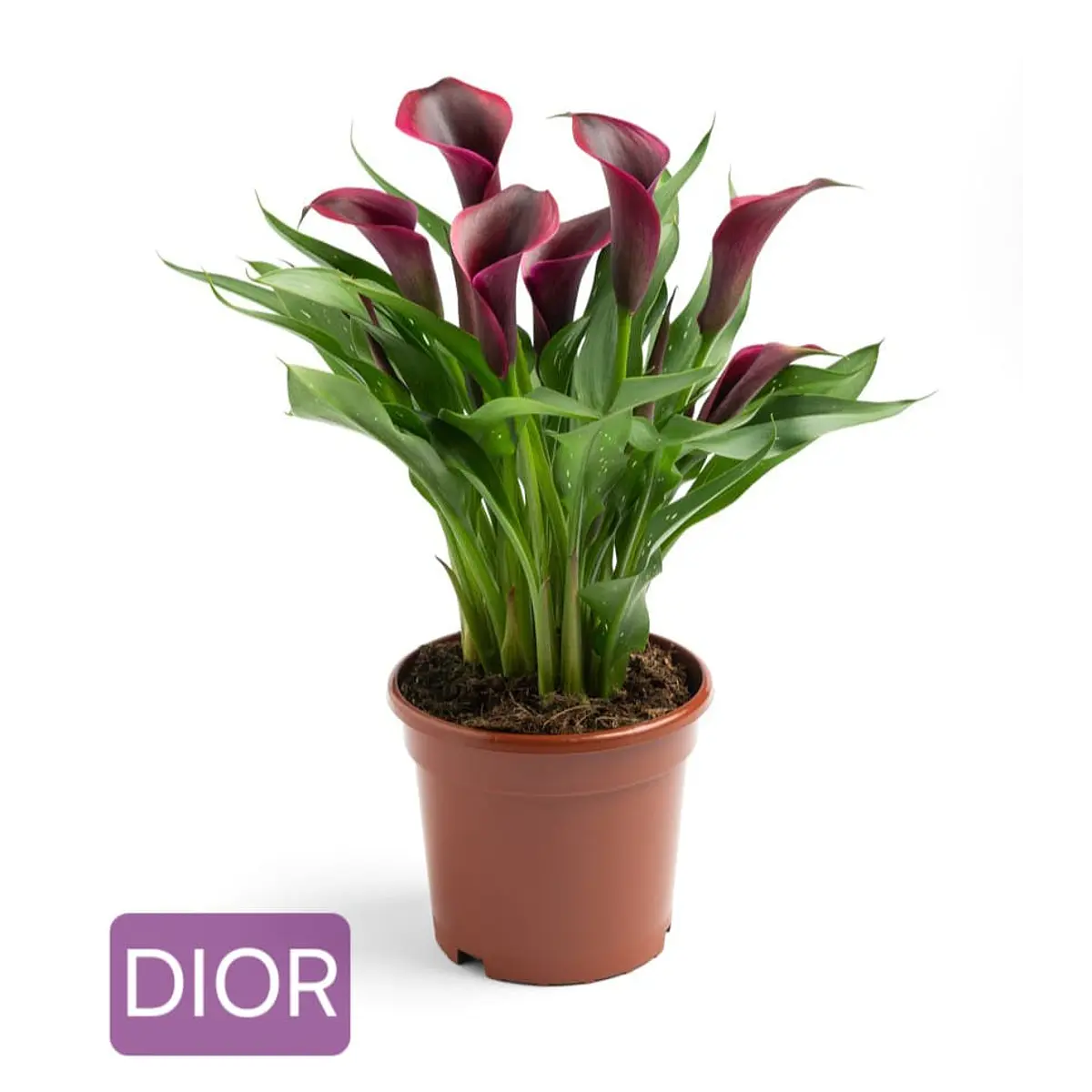 Cala Dior (Tubero)