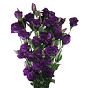 Lisianthus Octubre (Plantines)