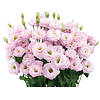 Lisianthus Octubre (Plantines)