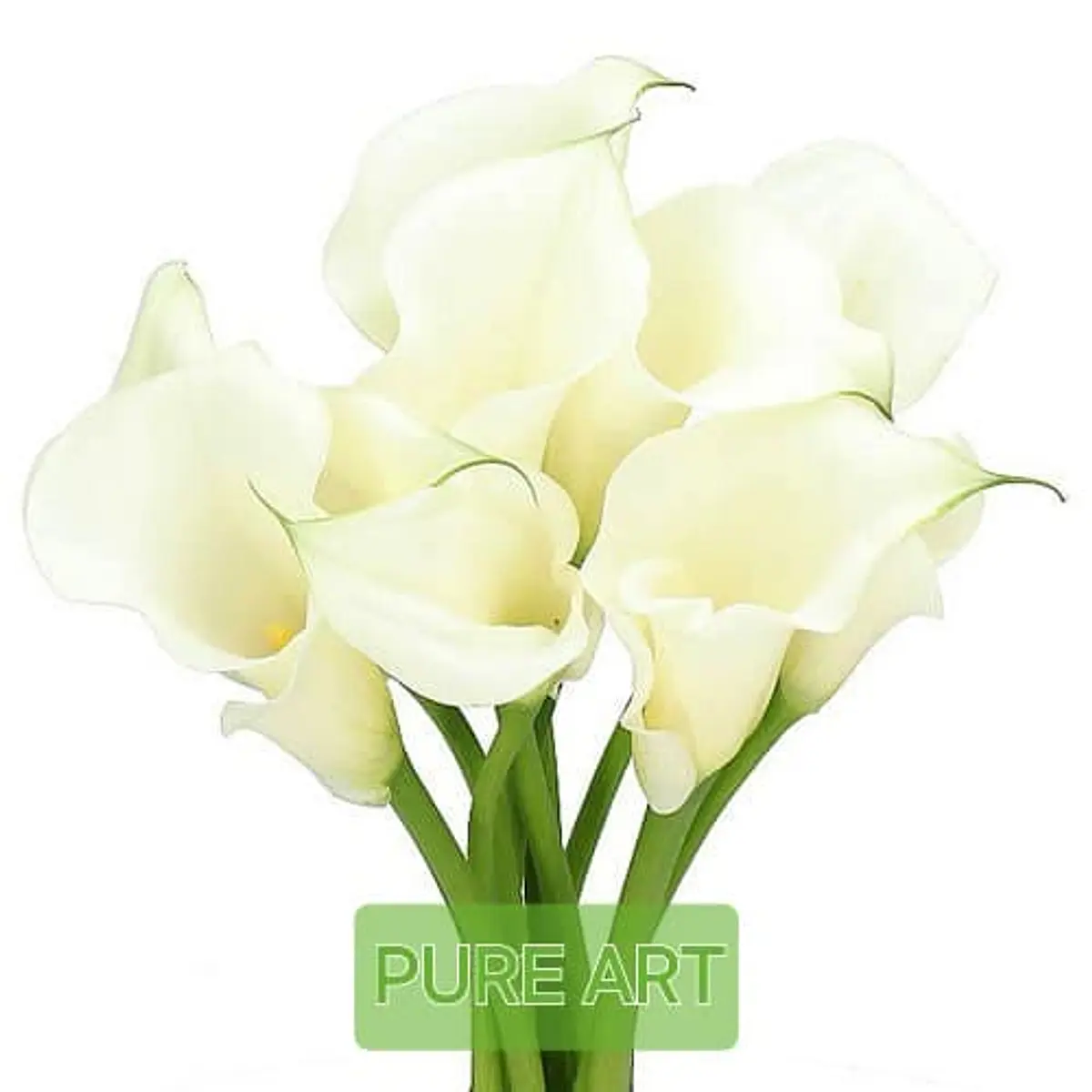 CALA Pure Art (Tubero)