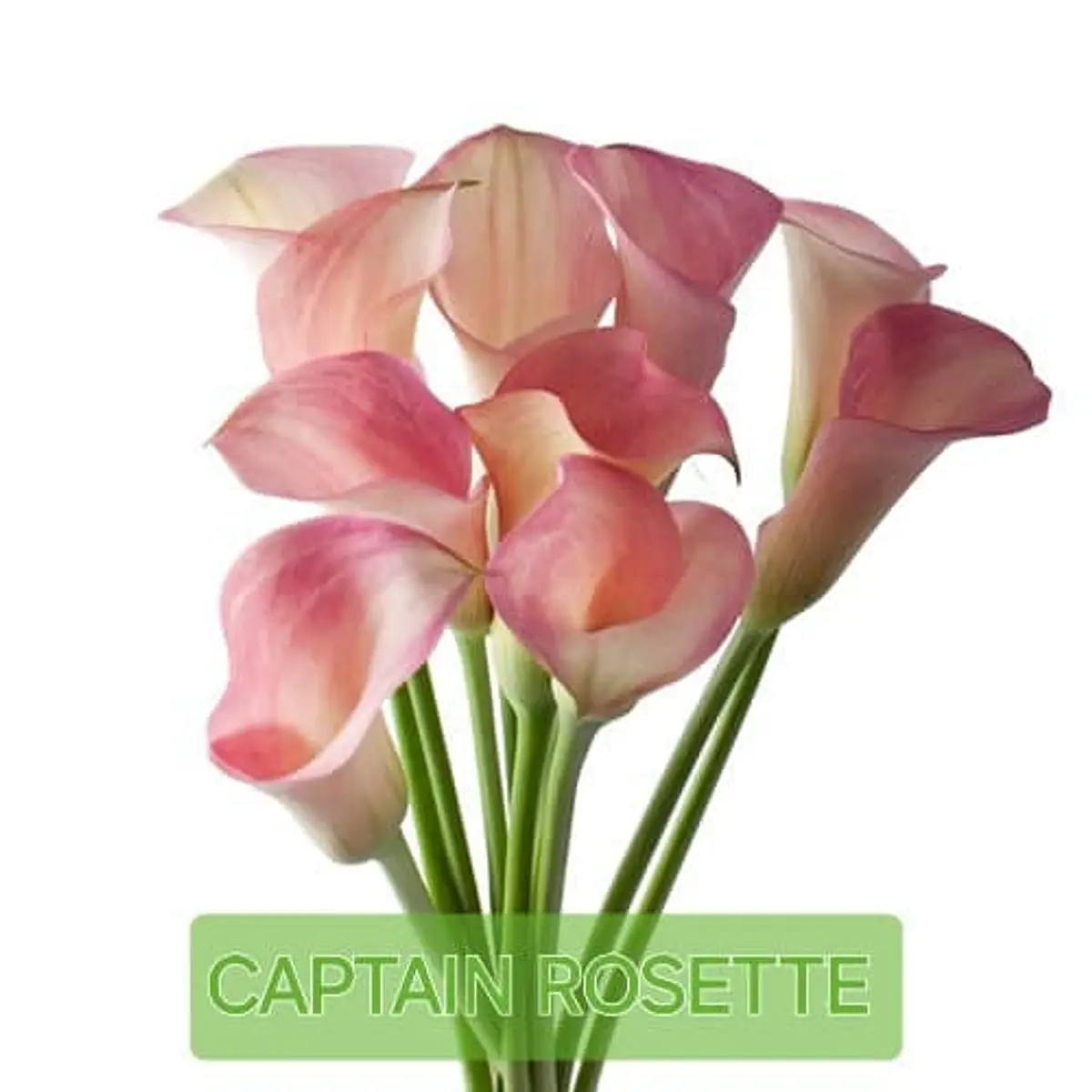 CALA Captain Rosette (Tubero)