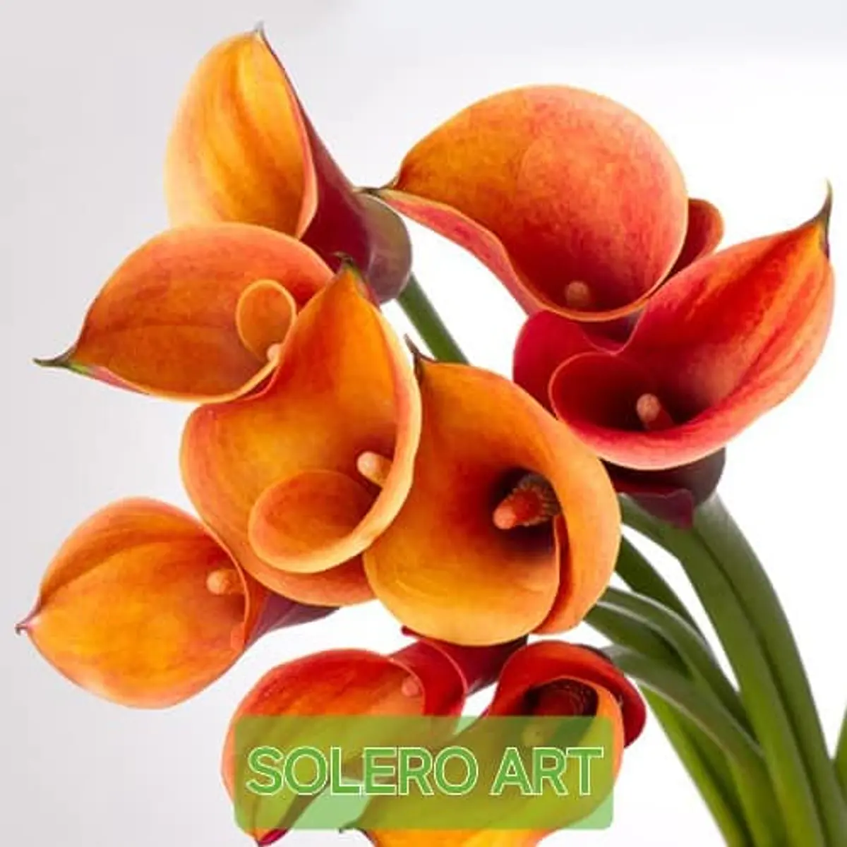 CALA Solero Art (Tubero)