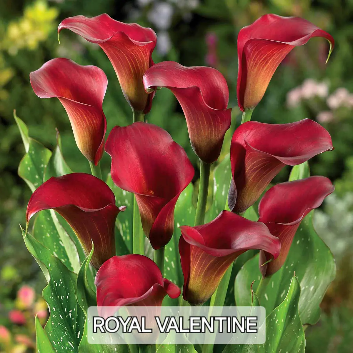 CALA Royal Valentine (Tubero)
