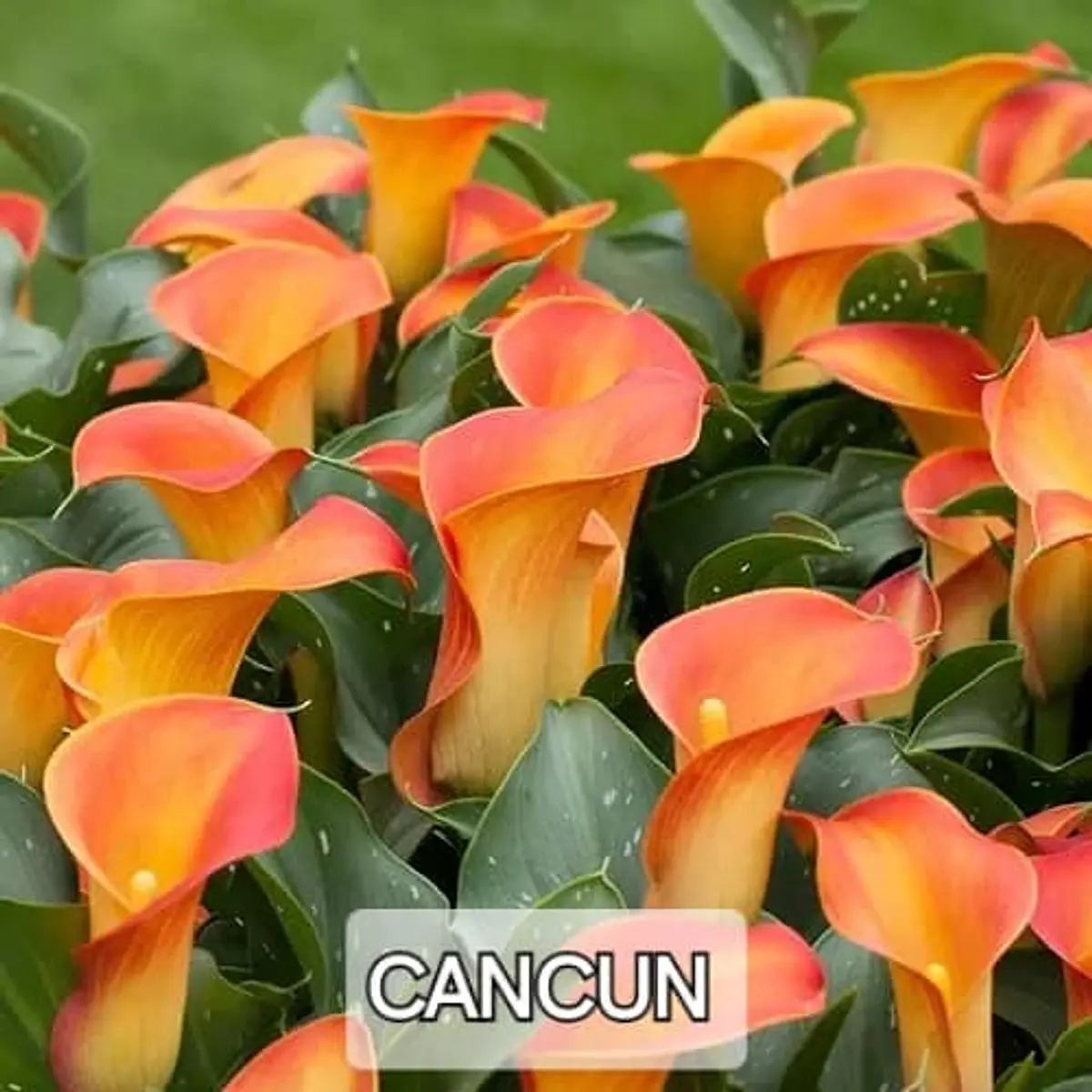 CALA Cancun (Tubero)