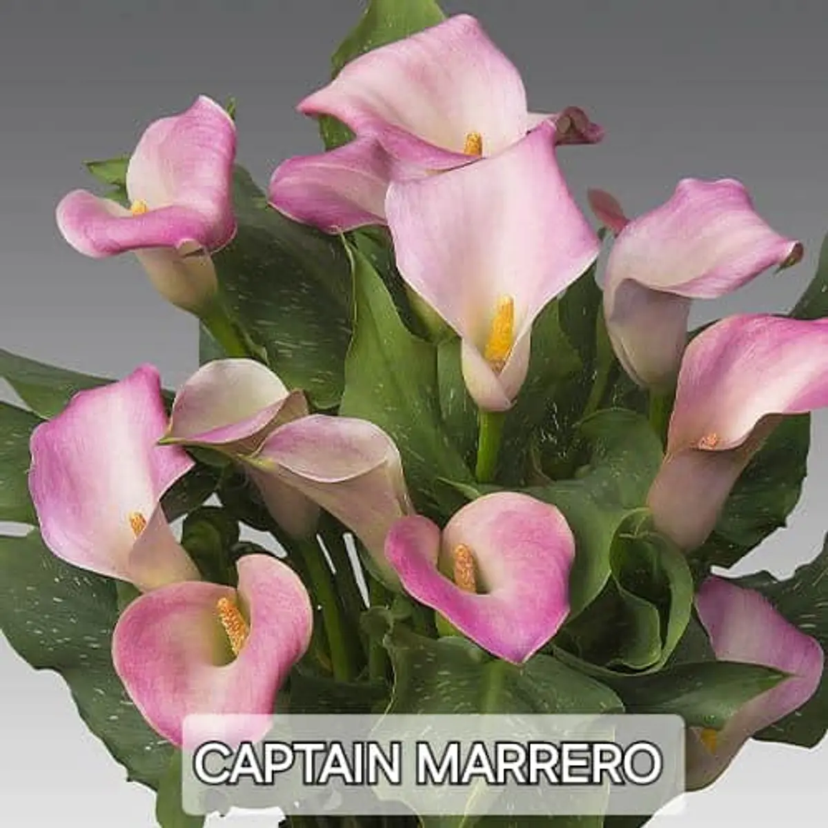 CALA Captain Marrero (Tubero)