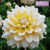 Dalia Seattle (Tuberculo)