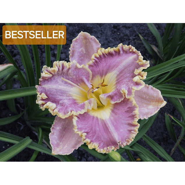 Coleccion Hemerocallis 2025