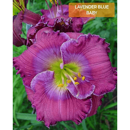 Hemerocallis Lavender Blue Baby (Rizoma)