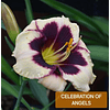 Hemerocallis Celebration of Angels (Rizoma)