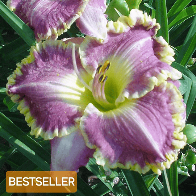 Hemerocallis Bestseller (Rizoma)