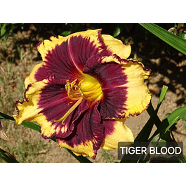 Hemerocallis Tiger Blood (Rizoma)