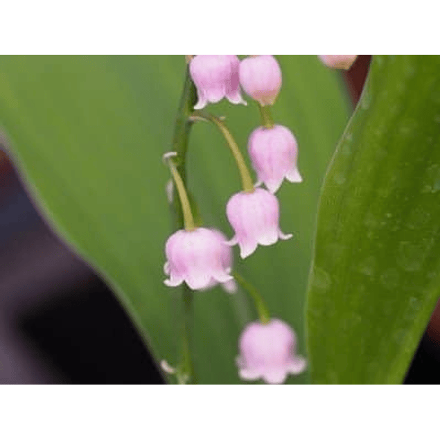 Coleccion Convallarias Muguet (Bulbos)