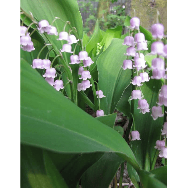 Coleccion Convallarias Muguet (Bulbos)