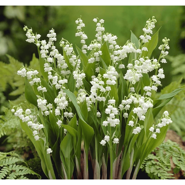 Coleccion Convallarias Muguet (Bulbos)