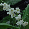 Convallarias Muguet Blanca Doble (Bulbos)