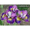 Coleccion Iris Sibirica (Rizomas)