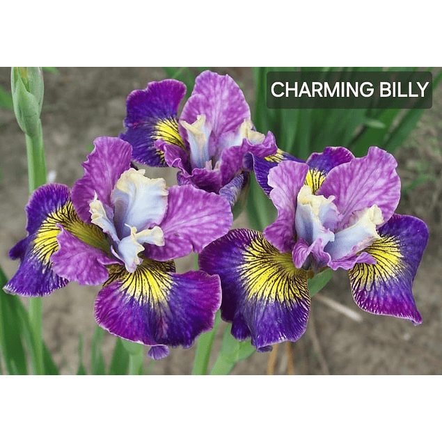 Coleccion Iris Sibirica (Rizomas)