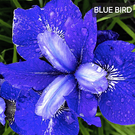 Iris Sibirica Blue Bird (Rizoma)