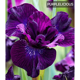 Iris Sibirica Purplelicious (Rizoma)