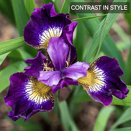 Iris Sibirica Contrast in Style (Rizoma)