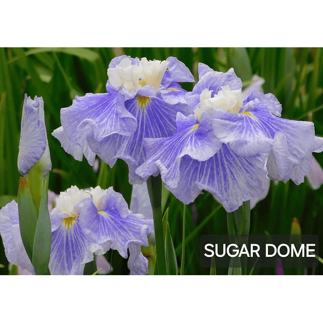 Iris Ensata Sugar Dome (Rizoma)