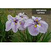 Iris Ensata Greywood Catrina (Rizoma)