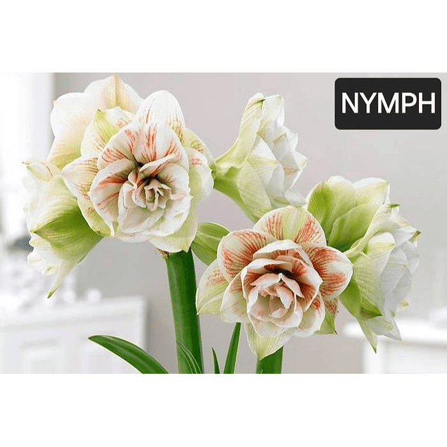 Coleccion Amaryllis Remate (Bulbos)