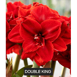 Amaryllis Double King (Bulbo)