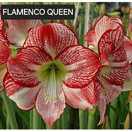 Amaryllis Flamenco Queen (Bulbo)