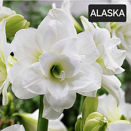 Amaryllis Alaska (Bulbo)