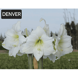 Amaryllis Denver (Bulbo)