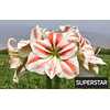 Coleccion Amaryllis Febrero