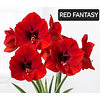 Coleccion Amaryllis Febrero