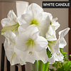 Coleccion Febrero Amaryllis (Bulbos)