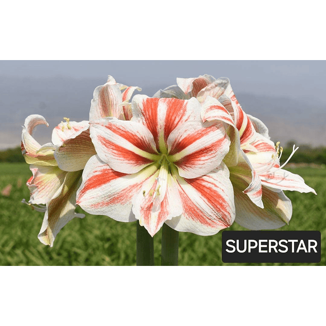 Coleccion Febrero Amaryllis (Bulbos)