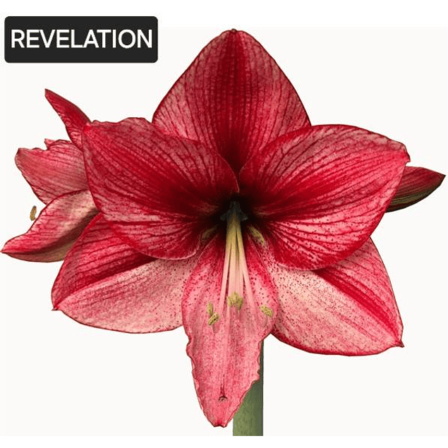 Coleccion Febrero Amaryllis (Bulbos)