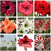 Coleccion Febrero Amaryllis (Bulbos)