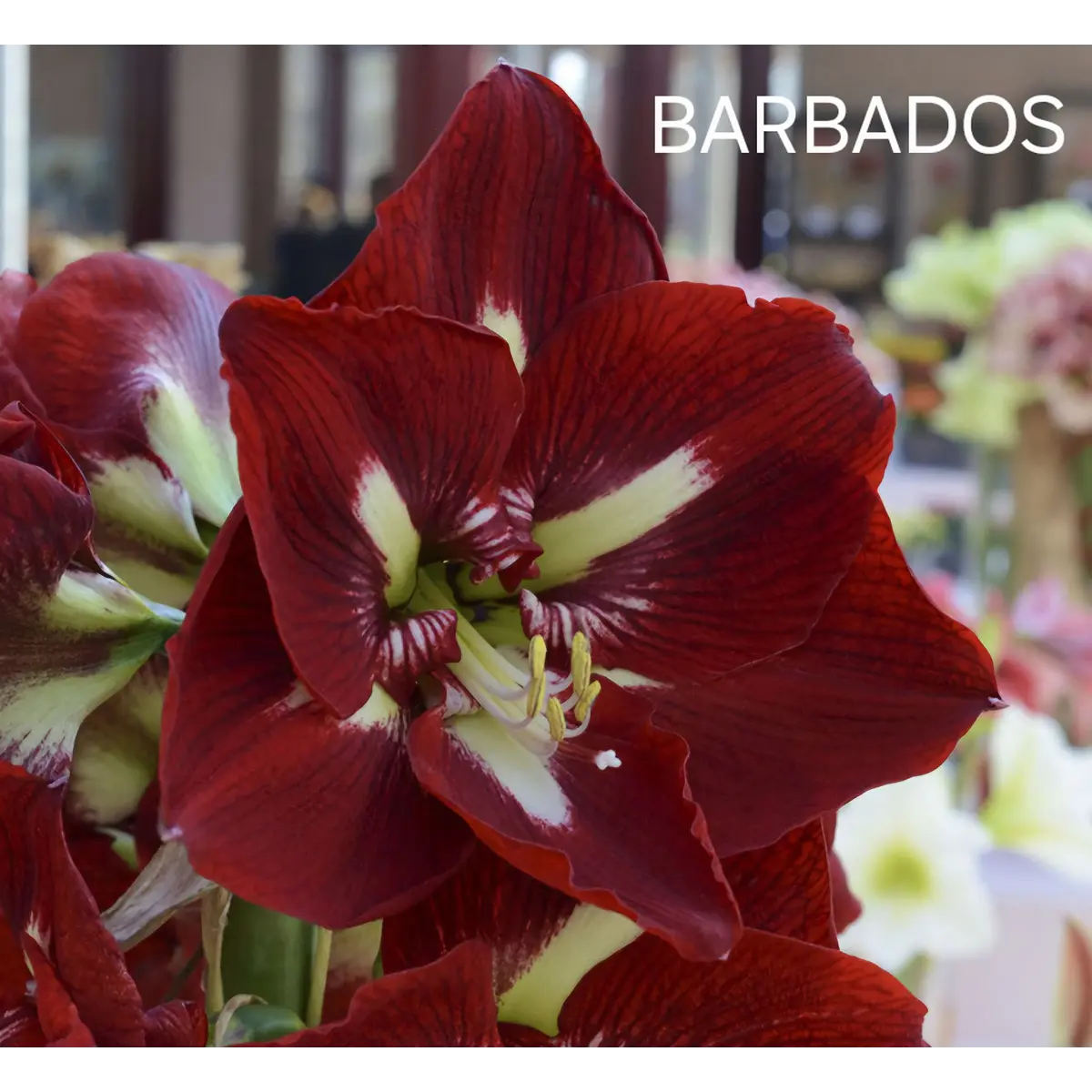 Amaryllis Barbados (Bulbo)